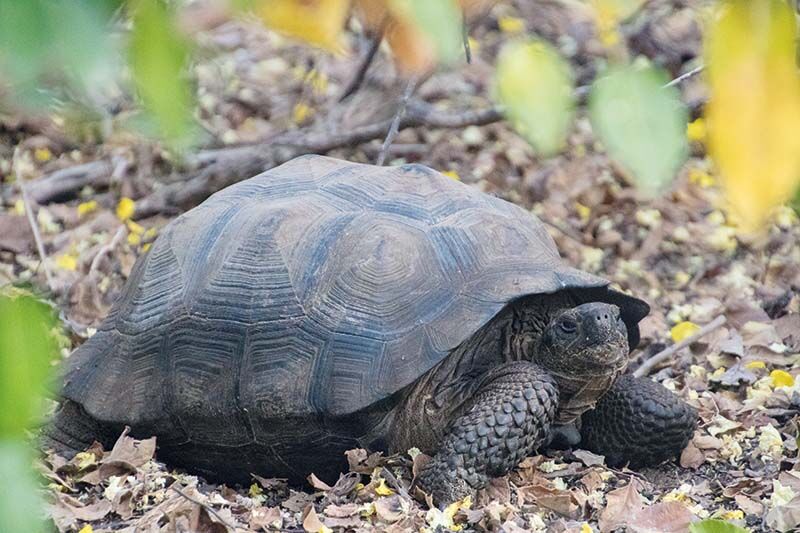 Artenschutz: Auf unserer Reise werden die seltenen Galapagos-Schildkröten geschützt