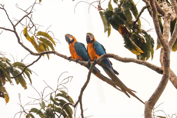 Ein Highlight einer Guyana-Reise ist die Sichtung von Gelbbrustaras im Dschungel