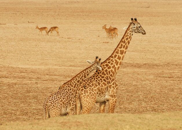 Die beste Möglichkeit, um Giraffen, Elefanten und Zebras nahe zu kommen ist eine Fußpirsch in Zambia