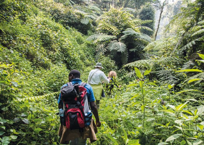 Berggorilla-Beobachtung und Trekking in den Ruwenzori Bergen