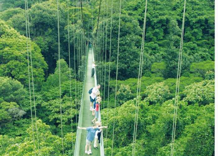 Tierbeobachtungen von den Hängebrücken im Monteverde Gebiet