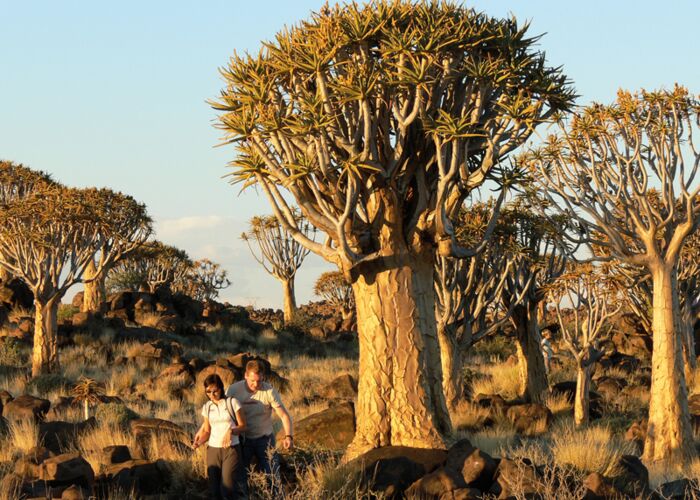 Ein typischer Baum in Namibia ist der Köcherbaum