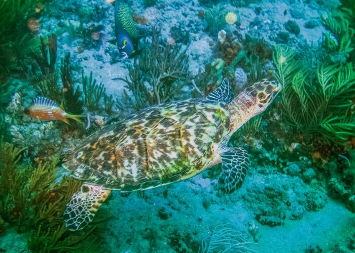 Ein Traum für jeden Tauchliebhaber sind die Gewässer um Bocas del Toro