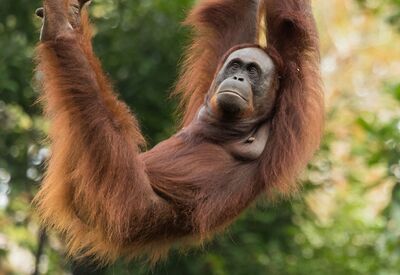 Naturreise zu den bedrohten Orang Utans in Borneo