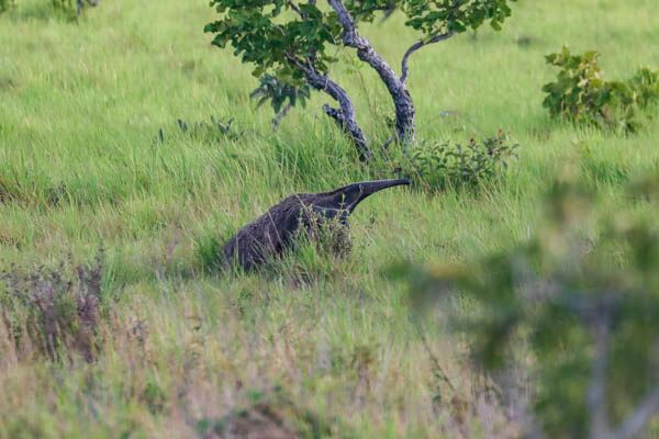 Mit Glück sieht man einen Riesenameisenbär bei der Tierbeobachtung in Süd Guyana