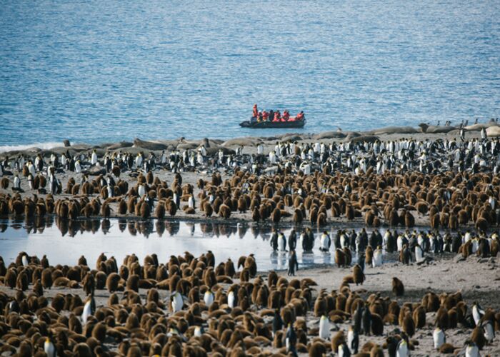 Riesige Pinguinkolonie am Ufer