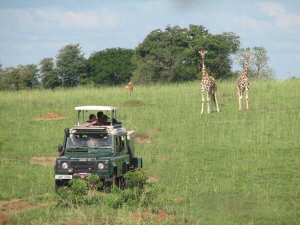Giraffen kreuzen den Weg im Queen Elizabeth Nationalpark