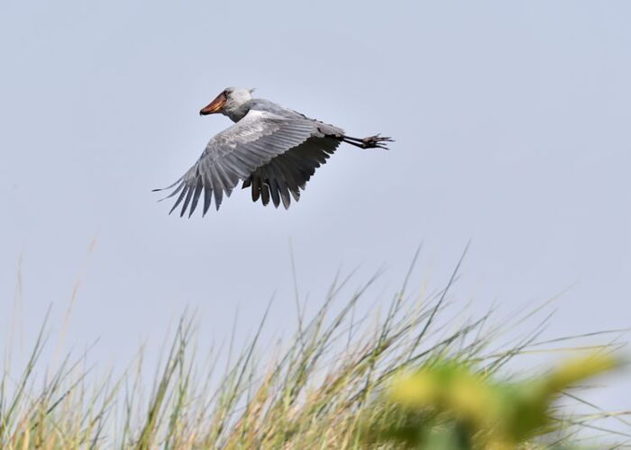 Ein Highlight für Ornithologen ist der kuriose Schuhnabel