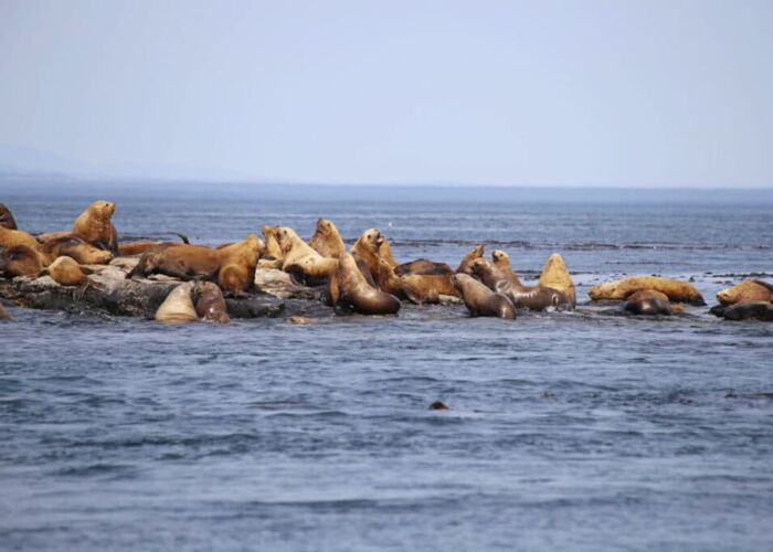 Bootsausflug Trinity Bay mit Walbeobachtung und Beobachtung von Seelöwen und Robben