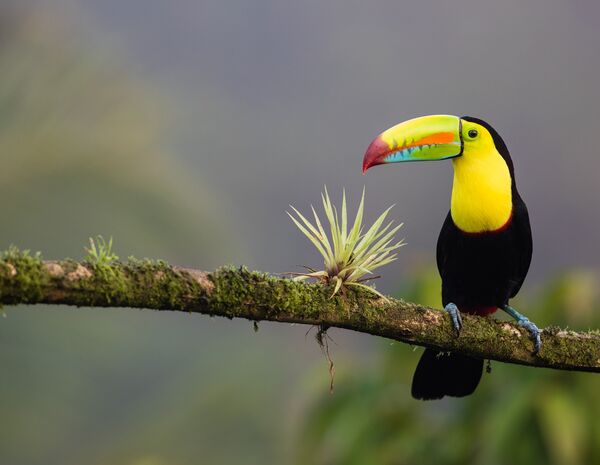Ausflug zur Vogel Beobachtung im Regenwald von Costa Rica