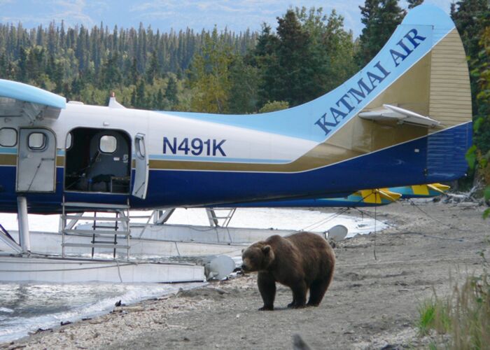Mit erfahrenden Buschpiloten fliegen wir mit Buschfliegern direkt in den Katmai zur Bärenbeobachtung