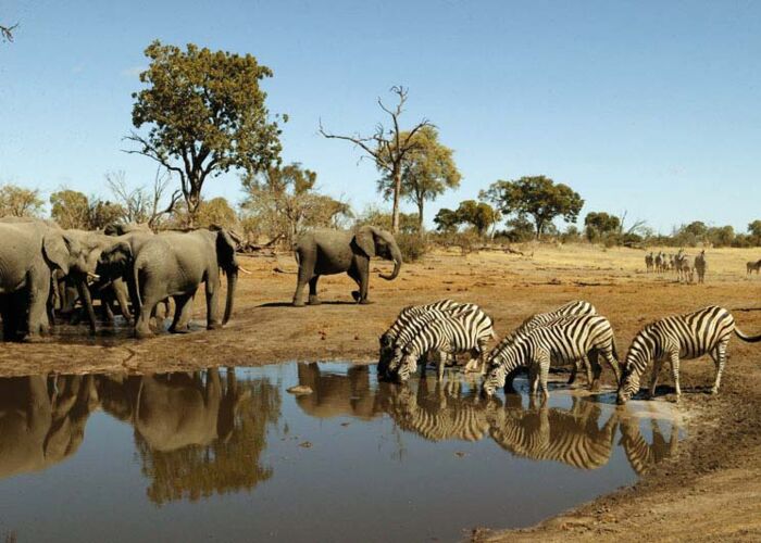 Im Chobe Nationalpark gibt es die höchste Elefantendichte der Welt