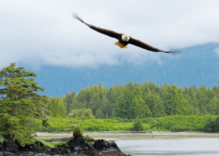 Die beste Reisezeit zur Tierbeobachtung in Alaska ist Juni bis September
