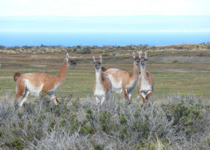 Tierbeoabachtung mit Erfolg im Torres del Paine in Patagonien