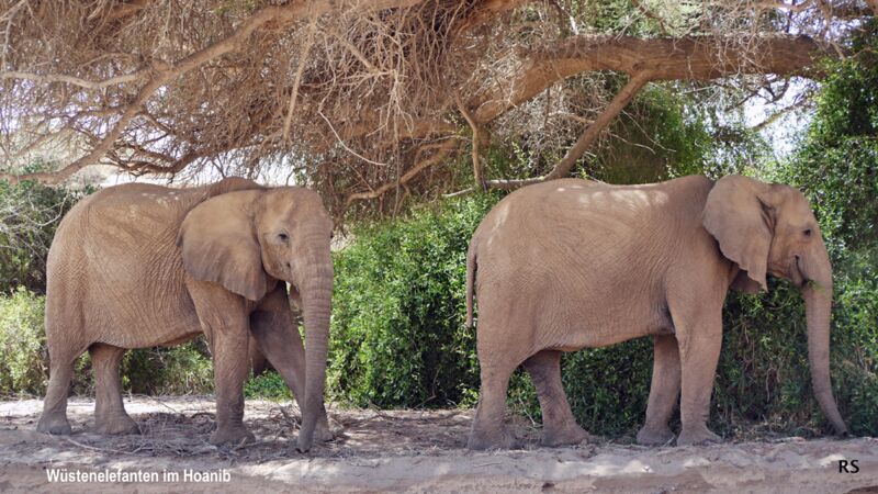 Tierbeobachtung von Wüstenelefanten im Hoanib Tal in Namibia nahe unserem Camp
