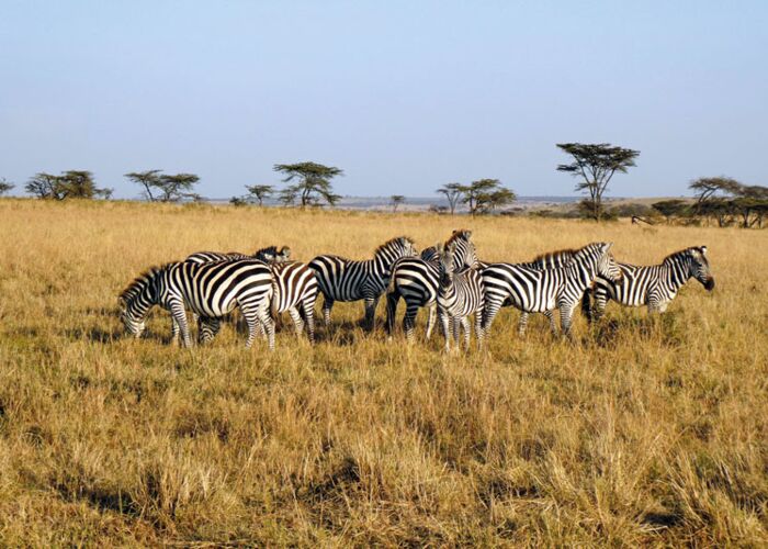 Zebras in weiter Graslandschaft