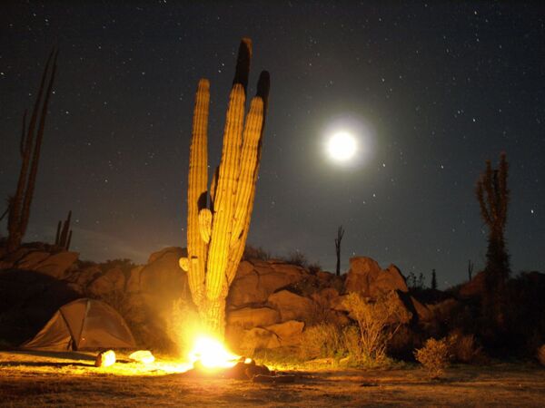 Lagerfeuer und Riesen Cardón bei der Zeltreise auf der Baja California nahe Bahia los Angeles