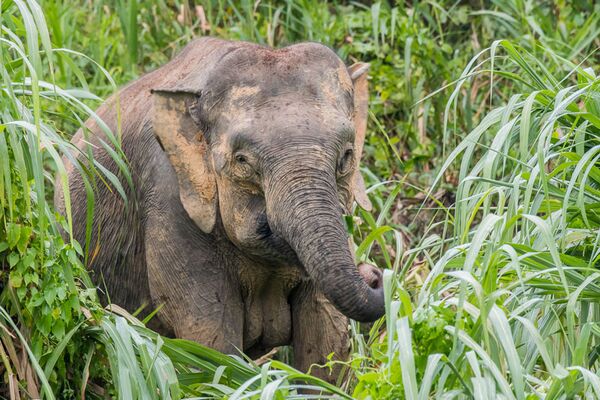 Bei einem Bootsausflug treffen wir auf Borneo-Zwergelefanten, Nasenaffen und Langschwanz-Makaken