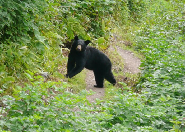 Mit hoher Wahrscheinlichkeit begegnet man bei einem Alaska Urlaub einem Schwarzbär oder Braunbär