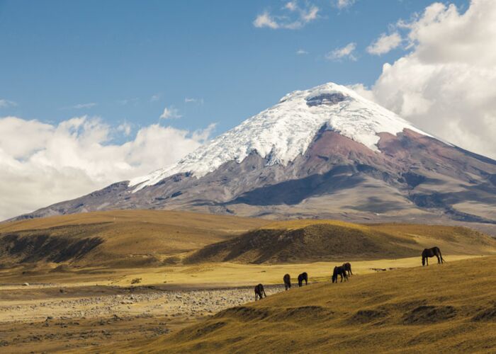Der schneebedeckte Cotopaxi Vulkan ragt in seiner Kegelform über die Landschaft