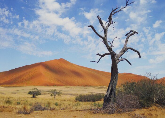 Ein typisches Fotomotiv in Namibia ist eine düne mit einem trockenen Baum