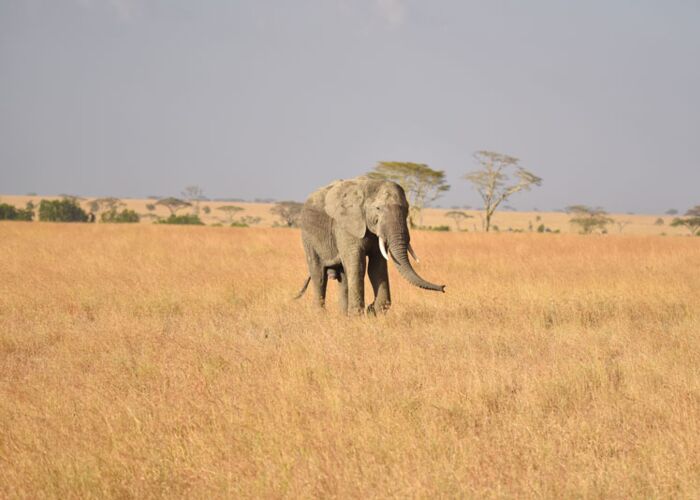 Auf Pirschsafari im Hwange Nationalpark