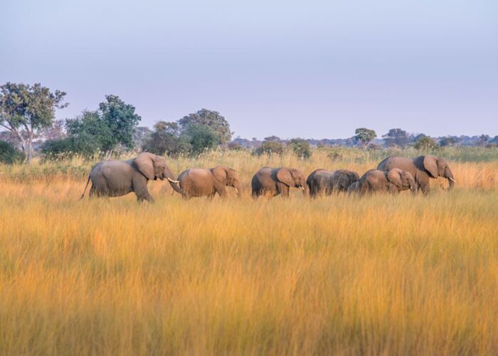 Bei der Tiersafari im Bwabwata Nationalpark sichten wir große Elefantenherden