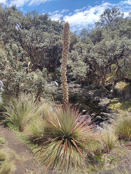 An den Ufern der vielen Seen im Cajas Nationalpark herrscht eine einzigartige Vegetation aus Moosen und Wasserpflanzen.