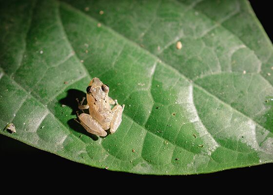 Ein kleiner Frosch sitzt auf einem Blatt bei der Nachtwanderung im Yasuni Nationalpark im Amazonas