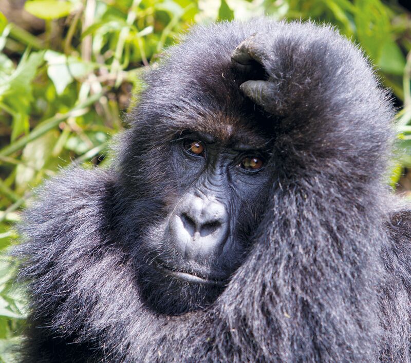 Die beste Reisezeit für ein Gorilla Trekking in Uganda ist von Juni bis September