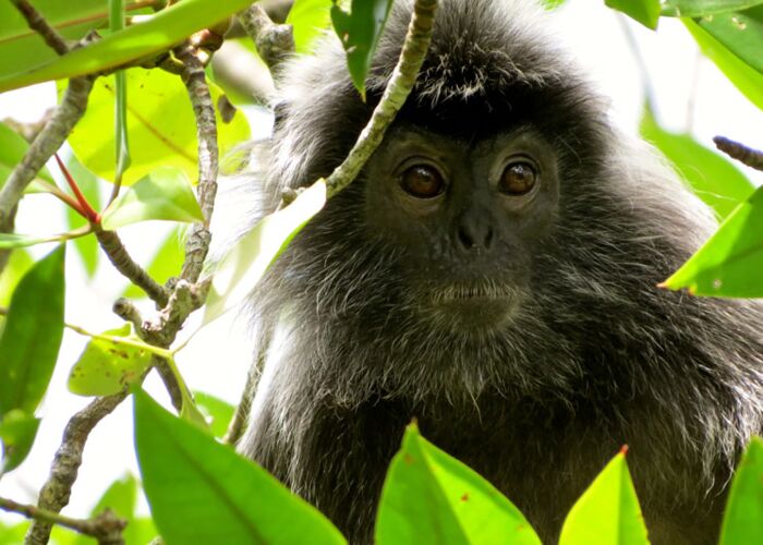 Bei einer Fußpirsch durch das Tabin Wildlife Resort beobachten wir den Primaten Borneo-Gibbon