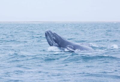 Ein Highlight der Reisen im Frühjahr, die Beobachtung der Grauwale im Meer vor der Küste Mexikos
