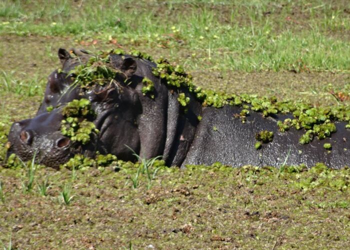 Hippos sind ein stetes Fotomotiv bei unserer geführten Kleingruppensafari durchs Okavango