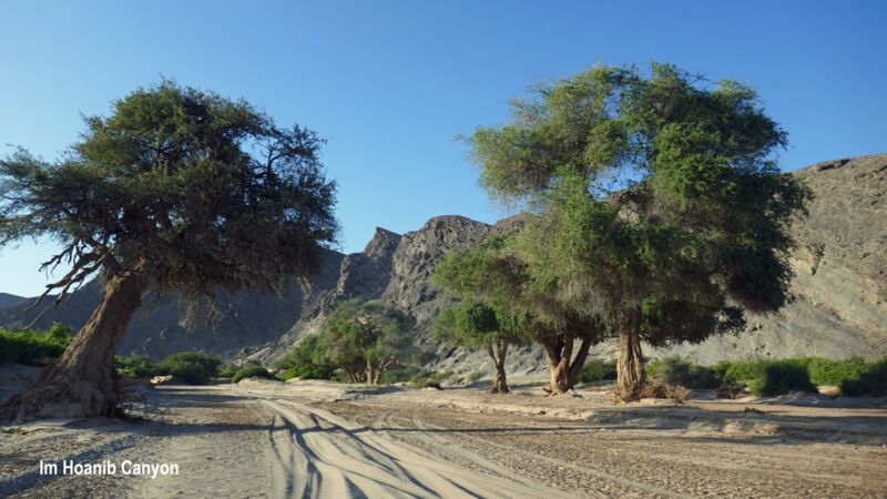 Wir durchqueren den Hoanib Canyon über Sandstraßen und erleben die Natur hautnah