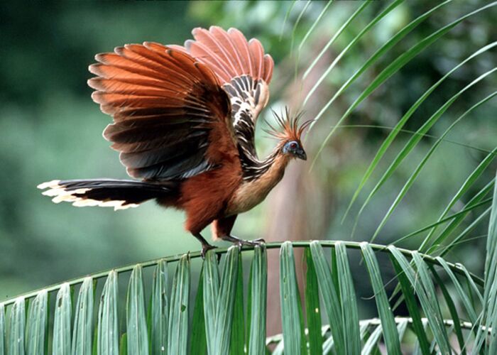 Bei Vogelbeobachtungen in Guyana entdecken wir den seltenen Hoatzin Vogel
