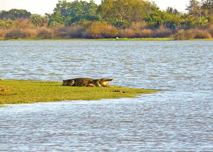 Sowohl der Ruaha als auch im Rufiji River sind Lebensraum für Krokodile