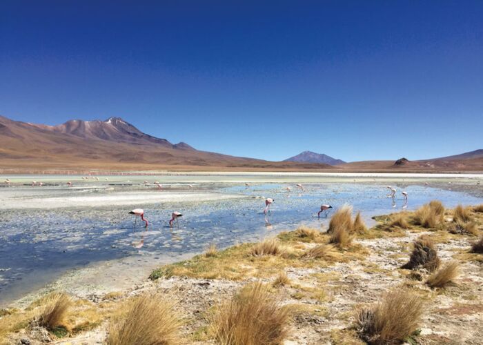 Die Laguna Colorada bietet Lebensraum für Flamingos