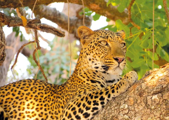Der Leopard kann bei einer Pirschfahrt im Serengeti Nationalpark beobachtet werden