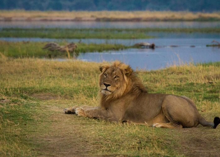 Auf Safari durch den Mana Pools Nationalpark erspähen wir Löwen