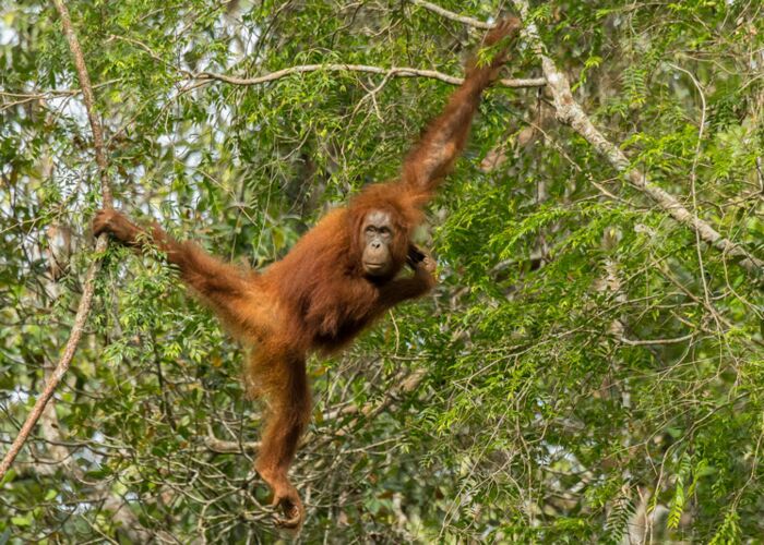 Der endemische Borneo-Orang-Utan ist eine Menschenaffenart und vom Aussterben bedroht