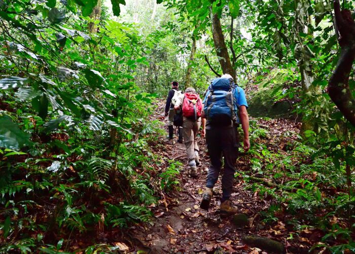 Mit Rangern wandern wir zu den freilebenden Schimpansen im Budongo Waldgebiet