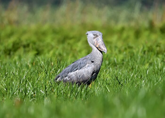 Der Schuhschnabel ist vor allem in den Sumpfgebieten des Queen Elizabeth Nationalpark heimisch