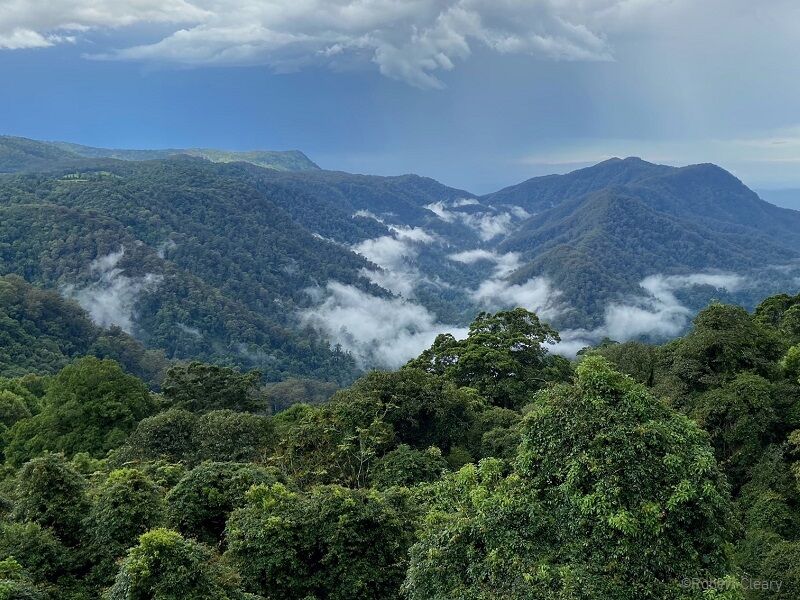 Bei einer Wanderung geniessen wir tolle Blicke vom Skywalk aus im Dorrigo National Park in Australien.