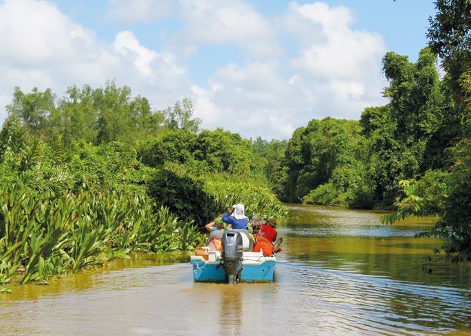 Bei einer mehrtägigen Fluss-Safari durch die Mangroven entdecken wir die Wildnis Borneos