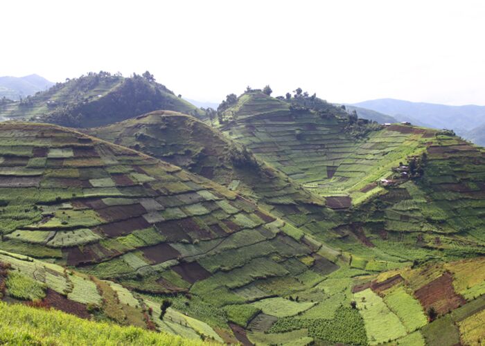 Landwirtschaft im fruchtbaren Uganda
