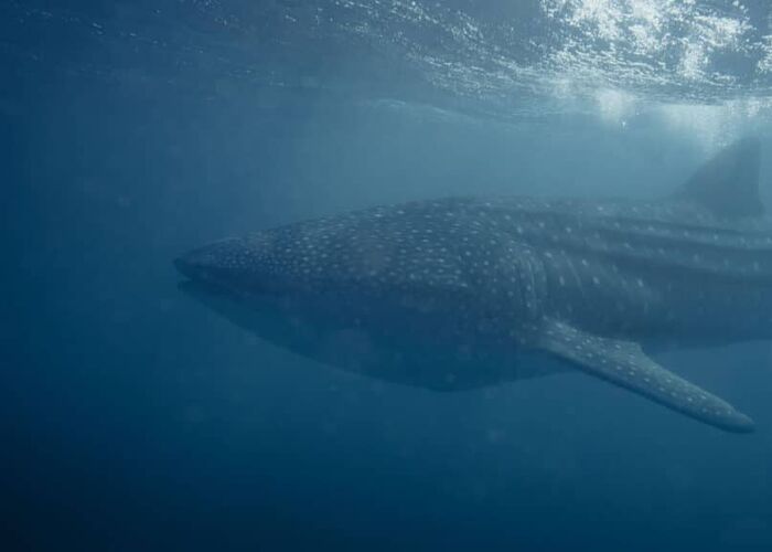 Während einer Bootstour beobachten wir Walhaie am Ningaloo Reef in Australien.