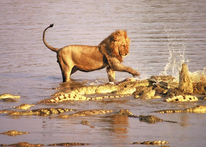 Bei einem Bootsausflug auf dem Zambezi Fluss sichten wir viele wilde Safari-Tiere