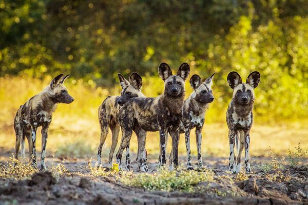 Im Mana Pools Nationalpark haben wir gute Chancen Wildhunde zu sehen