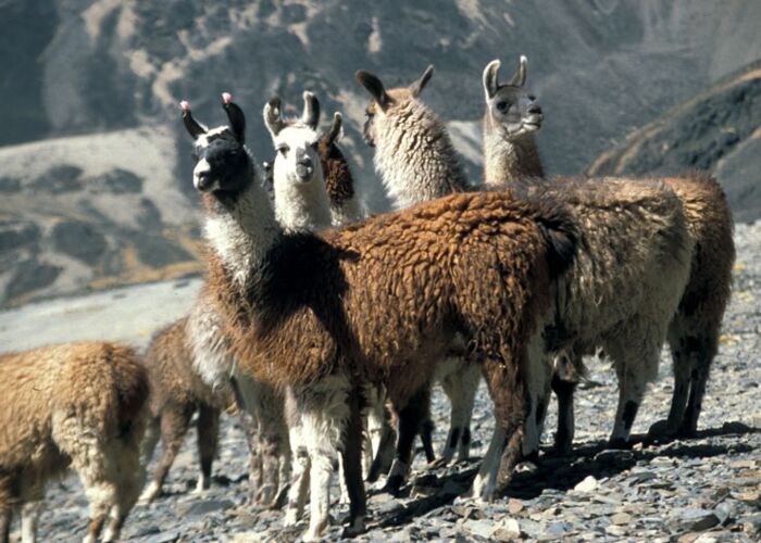 Fotomotive mit Alpakas auf der Südamerika Durchquerung