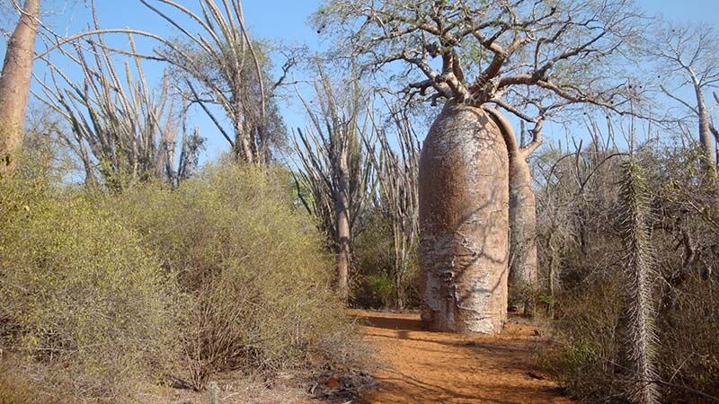 Wanderung durch einen Dornwald in Madagaskar.
